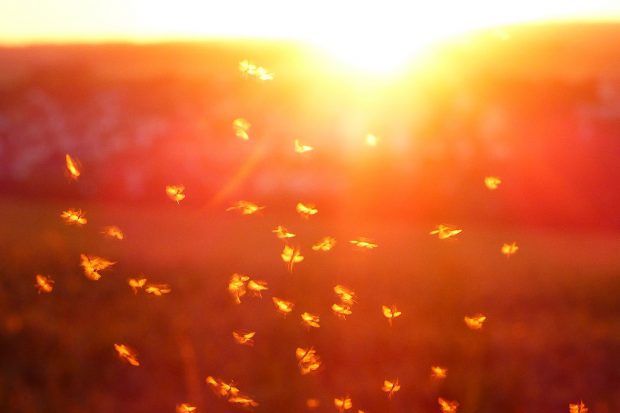 Insekten und Licht Mücken