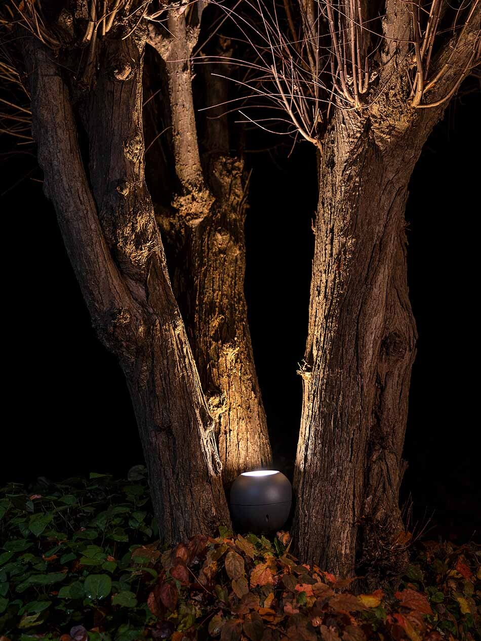 In der Mitte eines Baumes mit mehreren markanten Ästen steht ein p.119 Bodenstrahler von prediger.base, der Licht nach oben strahlt und den Baum eindrucksvoll in Szene setzt.