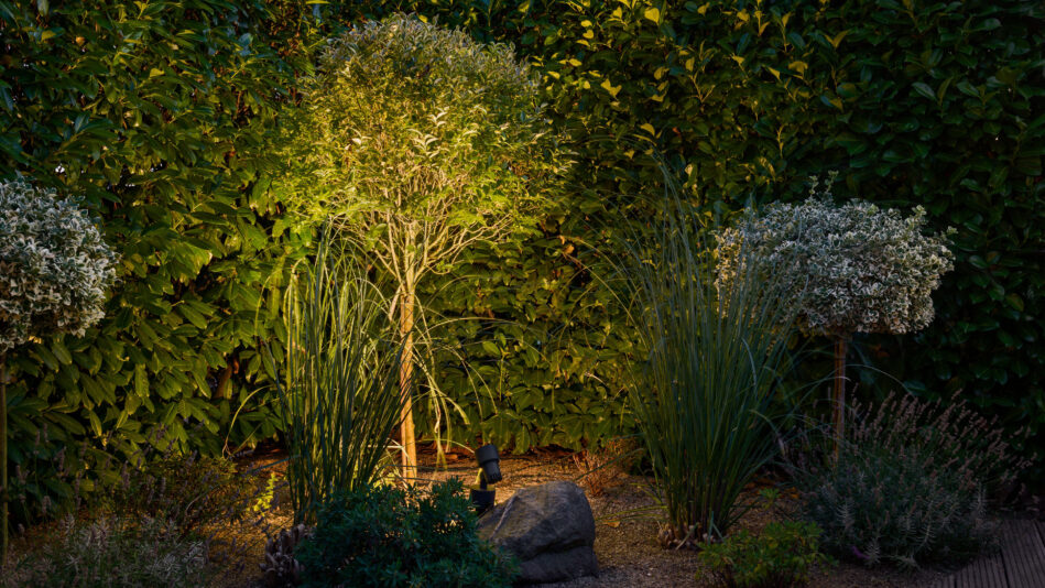 Ein kleiner Baum wird vom ausrichtbaren LED-Bodenstrahler p.055 angestrahlt. Das gerichtete Licht von unten sorgt für eine dramatische Atmosphäre und für indirekte Beleuchtung im Garten. (Foto: Prediger Lichtberater)
